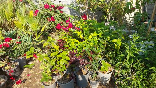 گل فروشی مراد