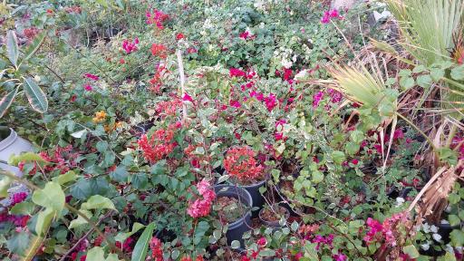 عکس گل فروشی مراد