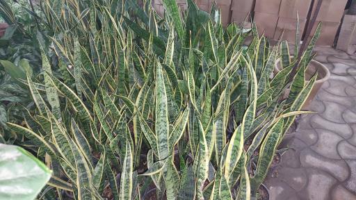 عکس گل فروشی مراد