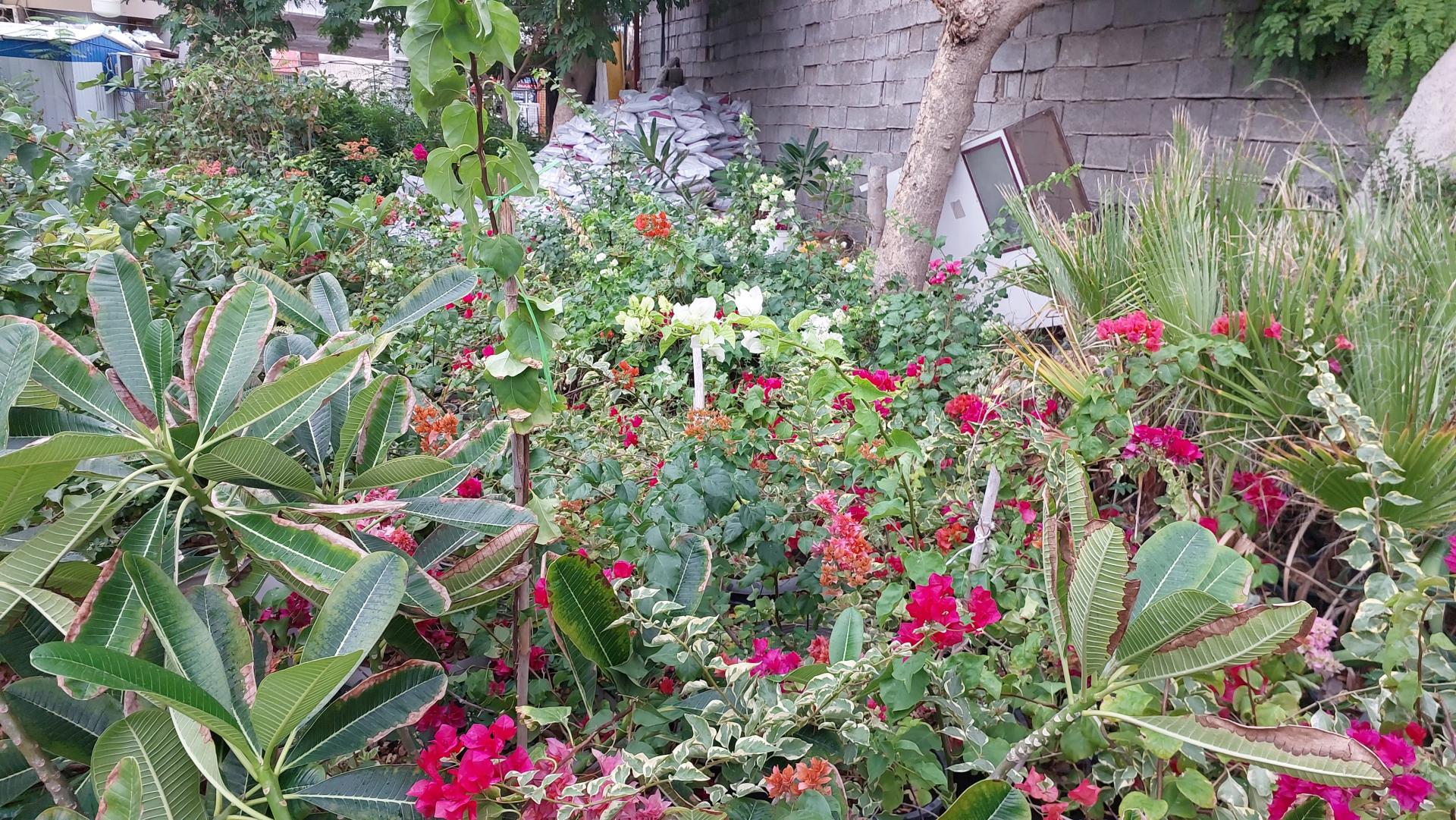 عکس گل فروشی مراد