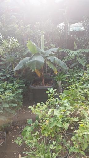 عکس گل فروشی مراد