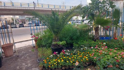 عکس گل فروشی مراد