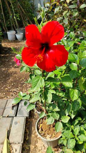 عکس گل فروشی مراد