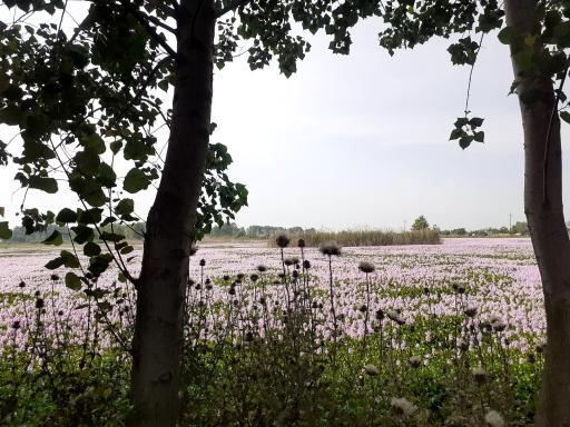 عکس تالاب آغوزبن