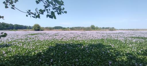 عکس تالاب آغوزبن