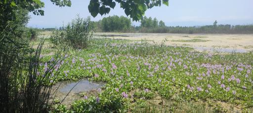 عکس تالاب آغوزبن