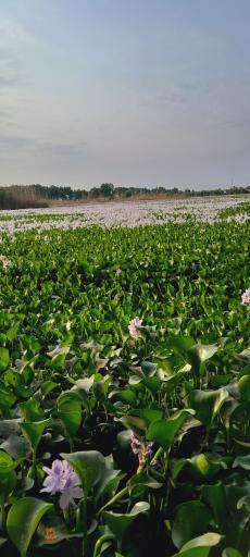 عکس تالاب آغوزبن