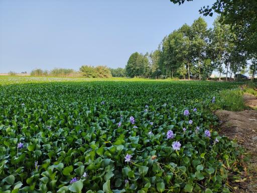 عکس تالاب آغوزبن