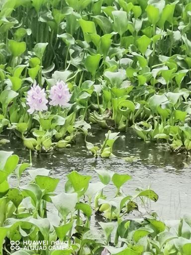 عکس تالاب آغوزبن