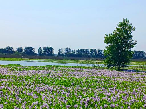 عکس تالاب آغوزبن