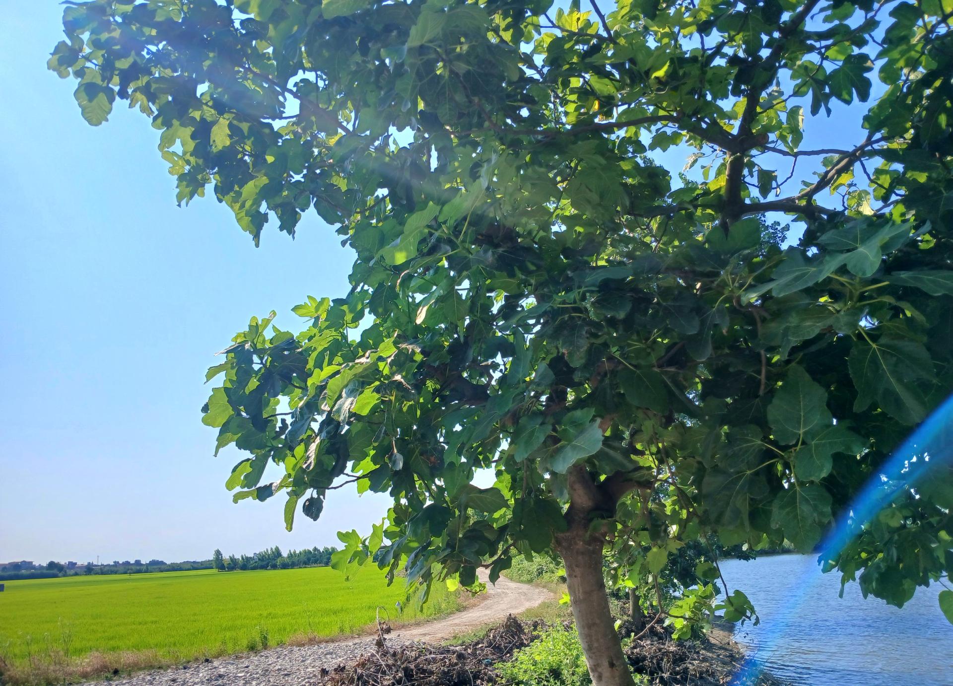 عکس تالاب آغوزبن