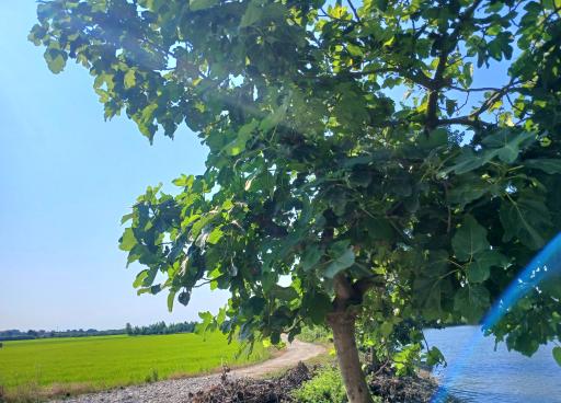 عکس تالاب آغوزبن