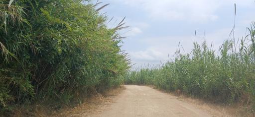 عکس طوقدار