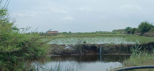 طوقدار