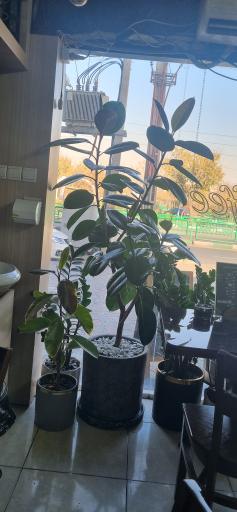 عکس کافه خاوران