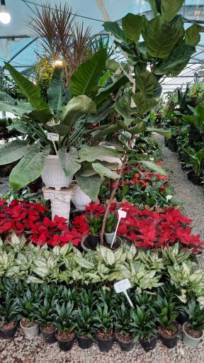 عکس شهر گل رشت