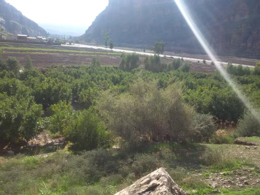 عکس باغ علی میرزاوند