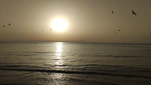 عکس ساحل گناوه