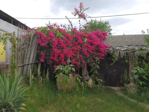 عکس بومگردی محتشم - تموکن