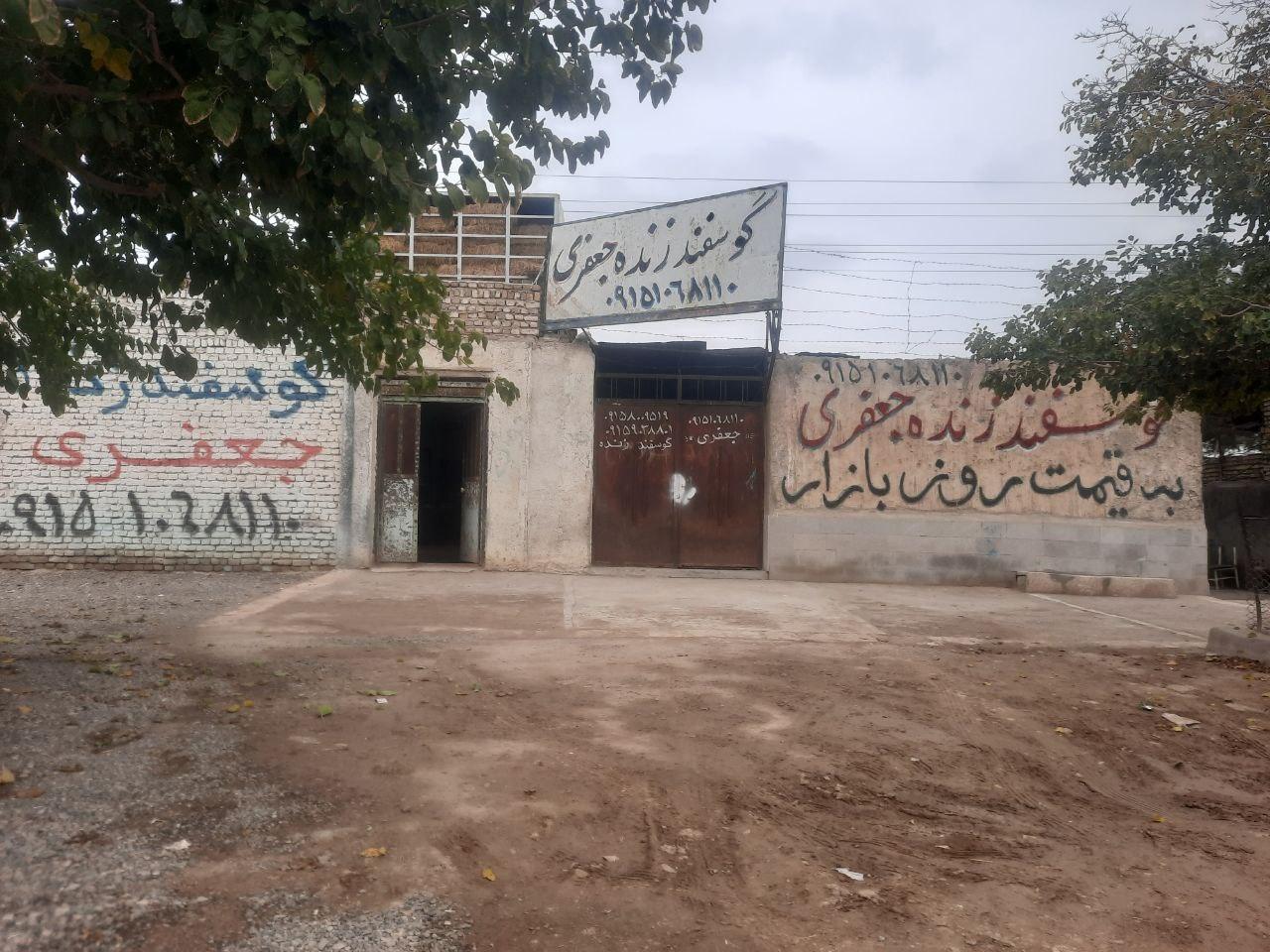 عکس دامداری برادران جعفری