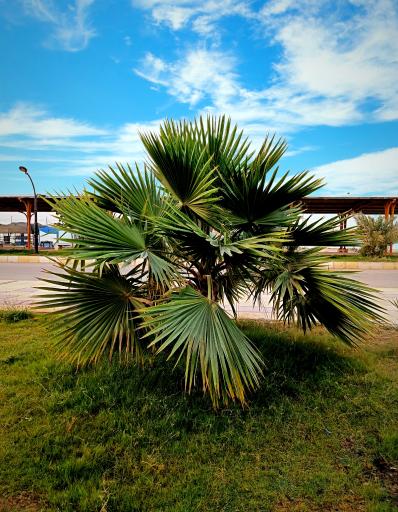 پارک تفریحی شهرداری