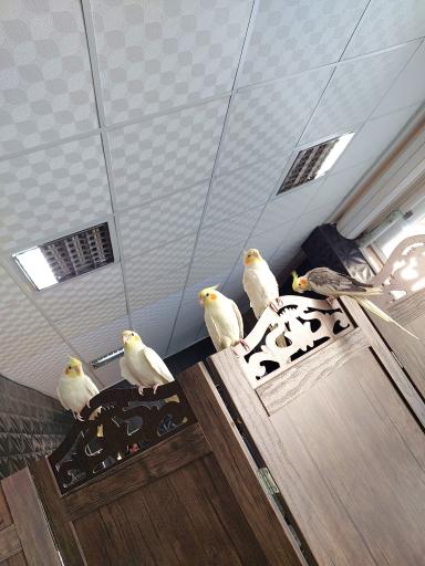 عکس کافه کالوک