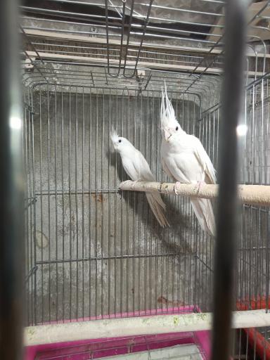 عکس سالن پرورش عروس هلندی رها