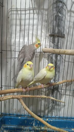 عکس سالن پرورش عروس هلندی رها