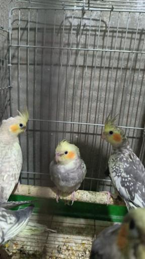 عکس سالن پرورش عروس هلندی رها