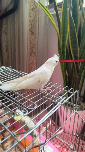 عکس سالن پرورش عروس هلندی رها