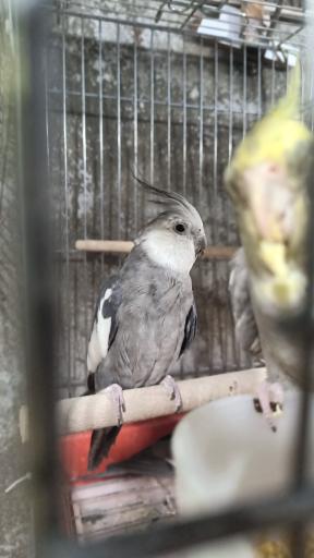 عکس سالن پرورش عروس هلندی رها