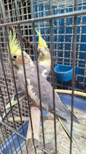 عکس سالن پرورش عروس هلندی رها