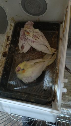 عکس سالن پرورش عروس هلندی رها