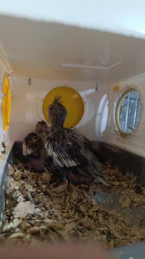 عکس سالن پرورش عروس هلندی رها