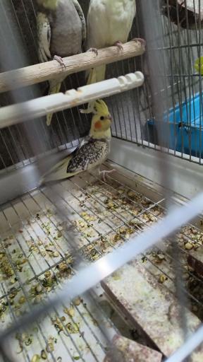 عکس سالن پرورش عروس هلندی رها