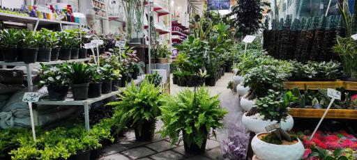 عکس جزیره گل