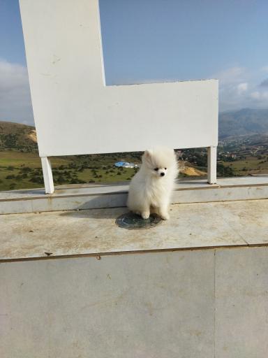 عکس بام دیلمان