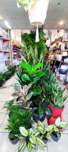 عکس جزیره گل