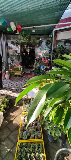 عکس جزیره گل