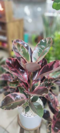 عکس جزیره گل