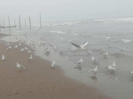 عکس ساحل دریا بابلسر