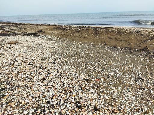 عکس ساحل دریا بابلسر