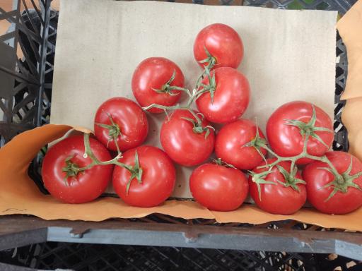 عکس سوپر میوه نیما