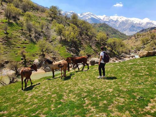 عکس آبشار زرد لیمه