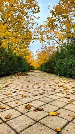 عکس دانشگاه شاهد