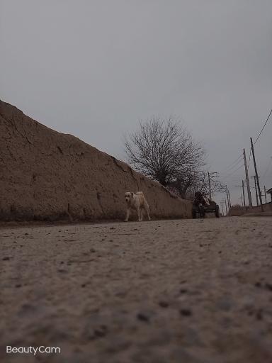 عکس نوخندان