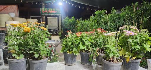 عکس گلباغ افرا