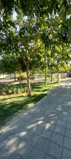 عکس بوستان گل گندم