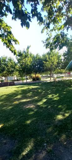 عکس بوستان گل گندم