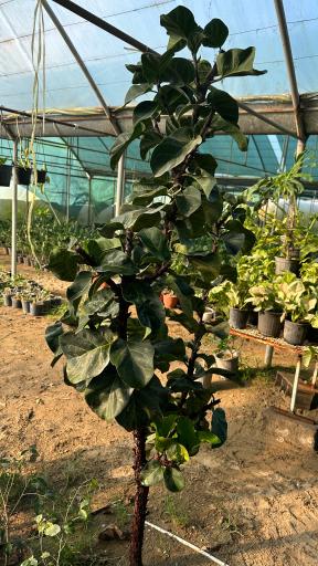 عکس گلخانه گرجی گل